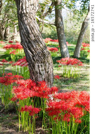 桂浜園地の彼岸花 16572741