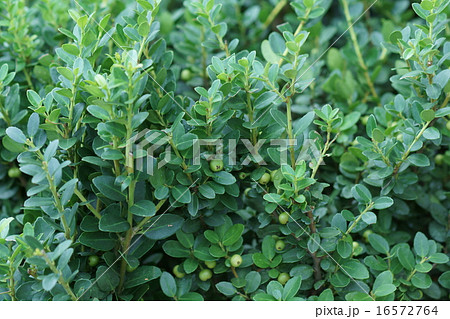 犬黄楊　イヌツゲの実 16572764