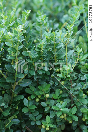 犬黄楊　イヌツゲの実 16572765