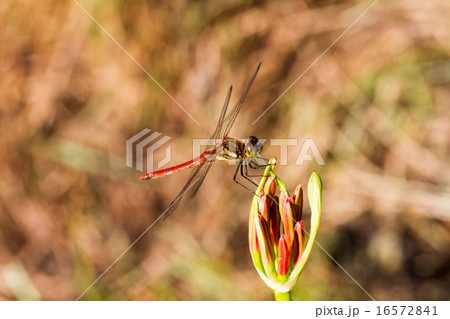 アキアカネ アキアカネ 16572841