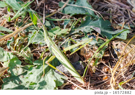 ショウリョウバッタのメス ショウリョウバッタのメス 16572882