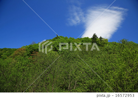 白神山地　新緑　東北 16572953
