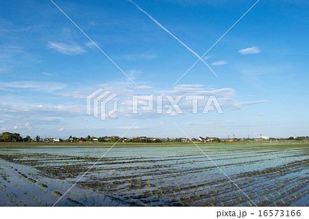 田植え直後の水田と青空と飛行機雲２ 16573166
