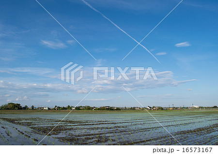 田植え直後の水田と青空と飛行機雲３ 16573167