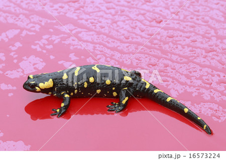 Fire Salamander 16573224