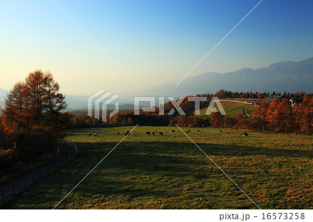 秋の山梨県立牧場公園 16573258