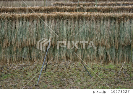 稲の穂掛け 稲の穂掛け 16573527