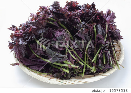 赤シソ 赤シソ 16573558