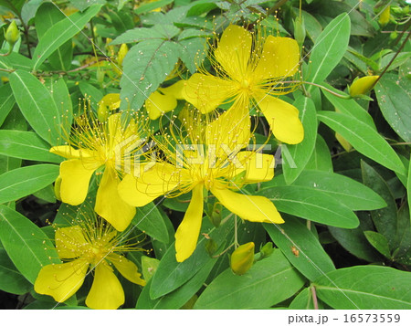 6月の花 6月の花 16573559