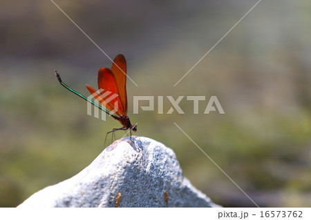 石にとまるカワトンボ 16573762