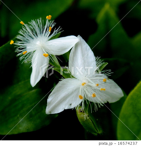 トキワツユクサ 16574237