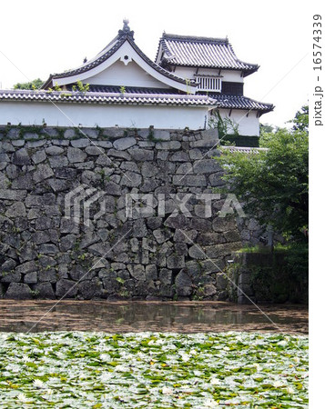 福岡城跡の舞鶴公園にて 16574339