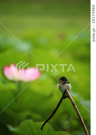 ツバメ483 16574460