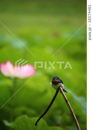 ツバメ485 ツバメ485 16574461