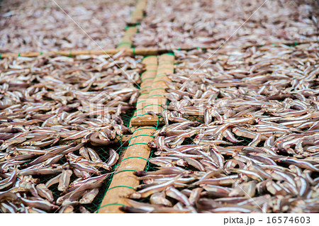 Planty of little anchovy fish drying on open air  16574603