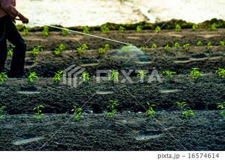 insecticides spraying insecticides spraying 16574614