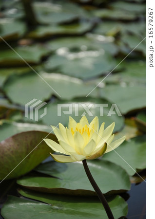 睡蓮 睡蓮 16579267