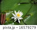 睡蓮 16579279