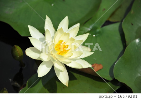 睡蓮 16579281