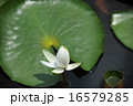 睡蓮 16579285