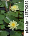 睡蓮 16579289