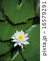 睡蓮 16579291