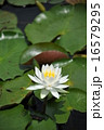 睡蓮 16579295