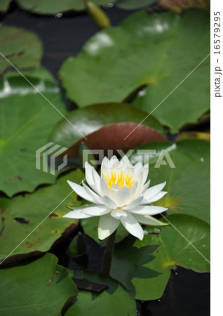 睡蓮 16579295