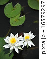睡蓮 16579297