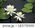 睡蓮 16579300