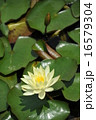 睡蓮 16579304