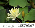 睡蓮 16579307