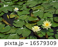 睡蓮 16579309