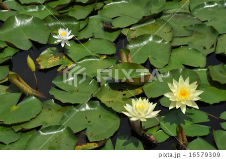 睡蓮 16579309