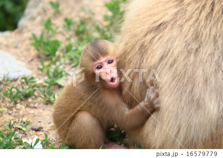 かわいい猿の赤ちゃん おんぶの写真素材