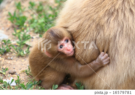 かわいい猿の赤ちゃん おんぶの写真素材