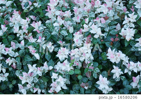 初雪葛ハツユキカズラ　五色葛と呼ばれることもあります。 16580206