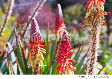blossoming Aloe caesia in spring 16580280