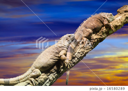 Few lizards in sunset 16580289