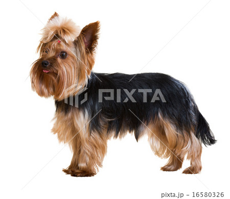 Yorkshire Terrier staying on white 16580326