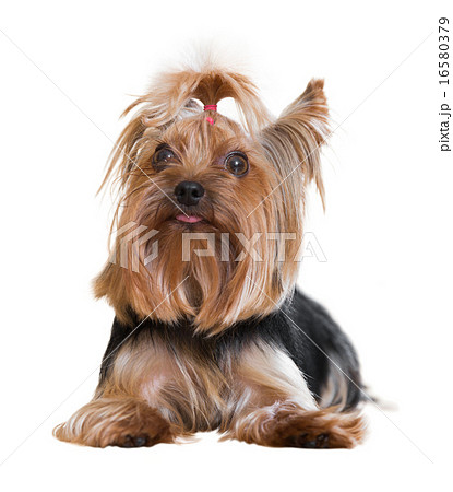 Yorkshire Terrier Yorkshire Terrier 16580379