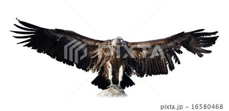 vulture. Isolated over white 16580468