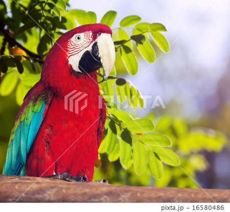 Portrait of Red-and-green Macaw Portrait of Red-and-green Macaw 16580486