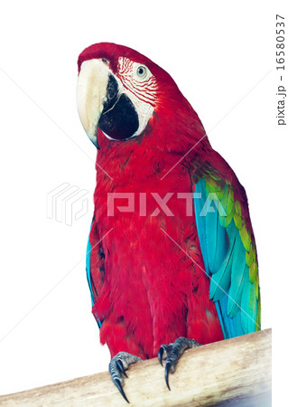 macaw papagay 16580537