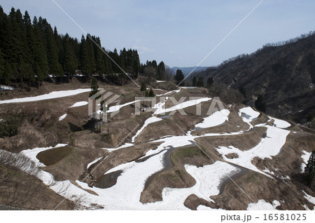 残雪の棚田 残雪の棚田 16581025
