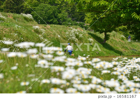 代掻き作業 16581167