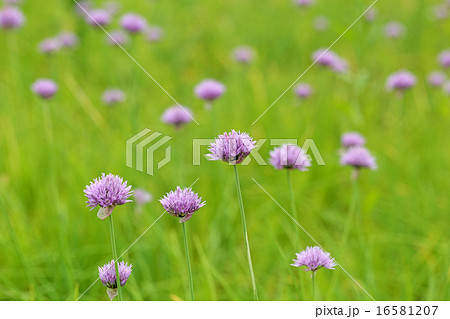 アサツキの花の写真素材