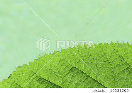 ウドの葉のクローズアップ 16581209