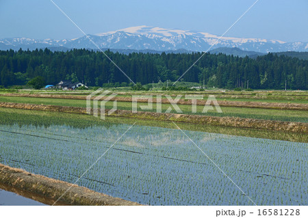 田植え直後の田んぼ 16581228
