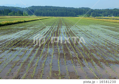 田植え直後の田んぼ 16581230